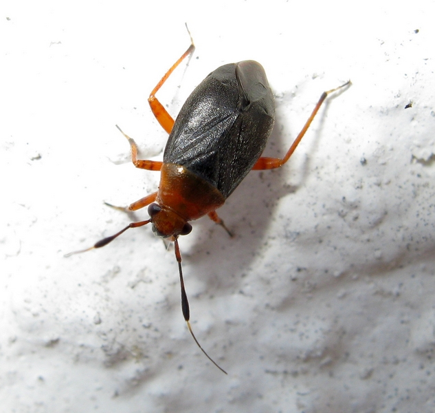 Capsus ater f. semiflava